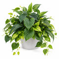 Plante Artificielle Verte avec Pot en Céramique Blanche, Hauteur 50 cm